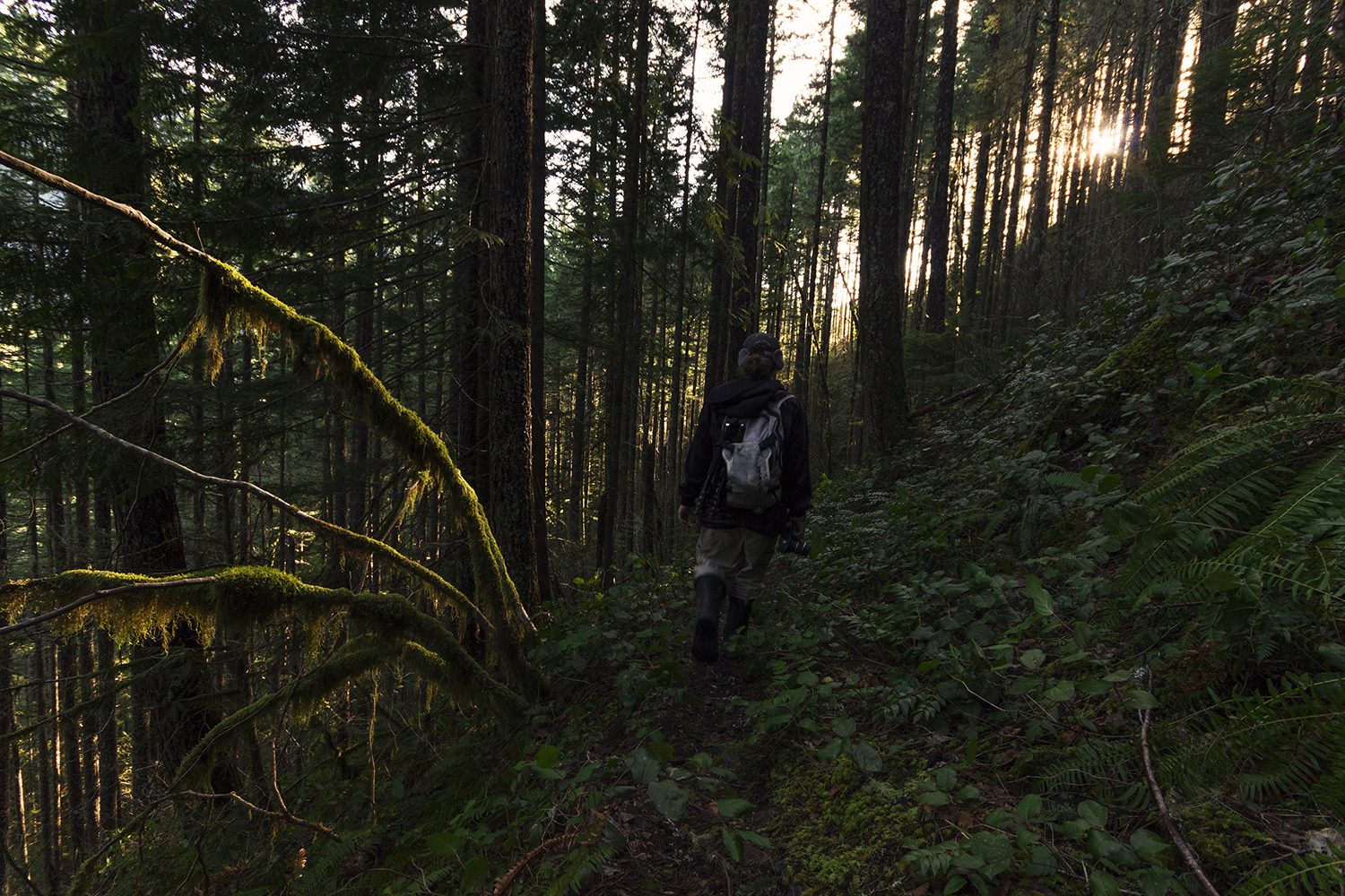Walking thru the Oregon woods