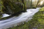 Oregon woods, water flowing around rocks