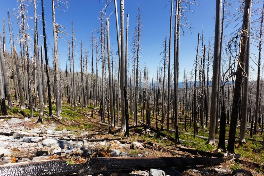 Burnt sticks from Dollar Lake fire