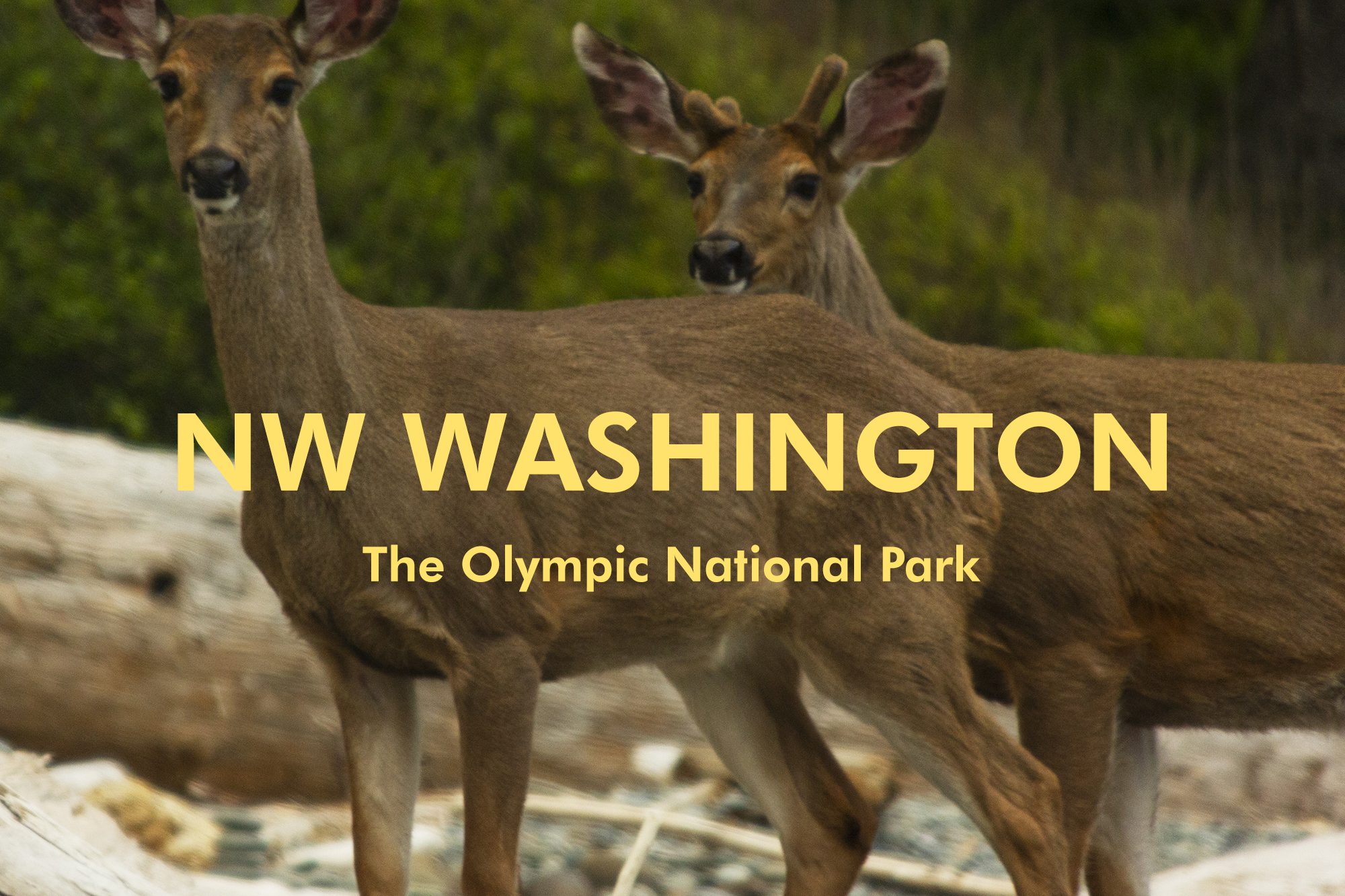 The Olympic National Park, Washington
