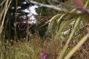 Flora of Mt. Hood in Fall